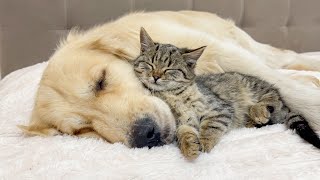 Adorable Dog Becomes the Sweetest Dad to Kitten [Cuteness Overload]