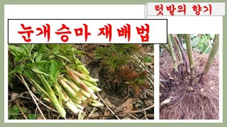 눈개승마 재배법(씨앗 발아/모종 기르기/ 재배 기술/ 나물/ 수익성/ 요리/눈개승마의 특성/산나물)