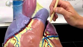 Large Heart Model-Coronary Arteries AP2