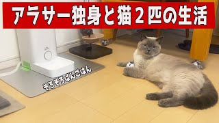 【アラサー独身と猫2匹の生活】夜ご飯前の猫たちcat behavior before dinner