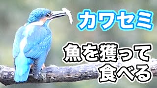 カワセミが魚を獲って食べる瞬間