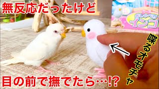 マネして喋る鳥のオモチャを見せた結果…まさかの反応でしたw【ベタ慣れセキセイインコ】生後6ヶ月 雛 9ヶ月 レインボー アルビノ Budgerigar shell parakeet おしゃべりインコ