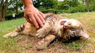 芝生で寝ていた野良猫を撫でると他の猫も撫でられにきた