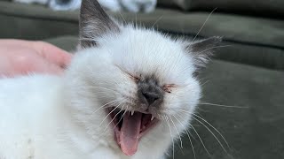 Kittens meowing compilation 😻