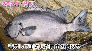 【石鯛釣り】苦労して手にした雨中の銀ワサ