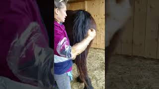 Draft mare pre-breeding exam pt1
