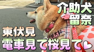 東伏見で電車と桜を鑑賞す【介助犬と桃にゃん】（字幕有：設定ON）