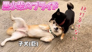 巨体子犬とのバトルは絶対負けないけどおもちゃは譲る優しい黒柴犬が可愛いw