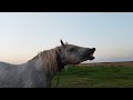 ЛОШАДИ🐎 ЖЕРЕБЕЦ СУЛТАН И ЗОРЬКА СВАДЬБА