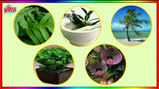 વૃક્ષો અને છોડ - Trees And Plants - Preschool Learning For Kids – Gujarati Educational Video