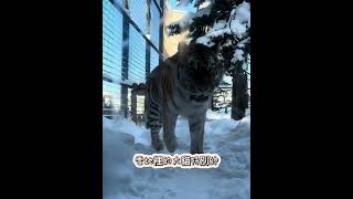 北海道旭山動物園-企鵝遊行 #旅行 #trip #hokkaido #japan #旭山動物園