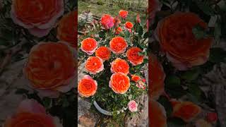 Rose flower.….#shortvideo#love#beatifulflowers#flowers