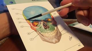 [ ASMR Español | Paintbrush Tracing, Pointing ] Tarjetas de Anatomía