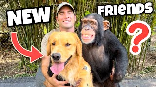 BABY MONKEY GETS A NEW PUPPY ! WILL THEY BE FRIENDS ?!