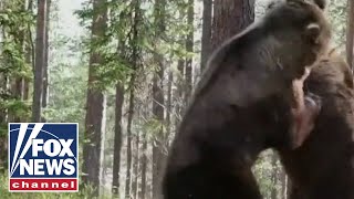 Bear attacks becoming unbearable: Wildlife expert