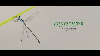 សម្រស់ធម្មជាតិ ទឹកធ្លាក់ ជ្រាវ