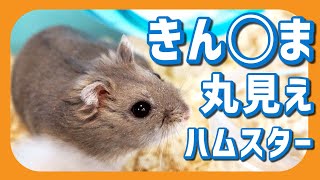 きん◯ま丸出しのジャンガリアンハムスター【りんた布】