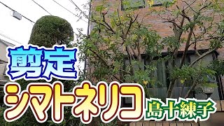 【植木】シマトネリコの剪定【やきち流】