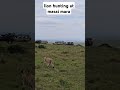 Lion hunting at masai mara kenya #lion #wildlife #wildanimals #wildlifephotography #kenya