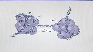 BIO302 Topic032