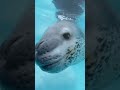 special encounter with Antarctica's top predator, the leopard seal