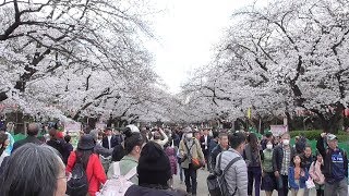 東京・台東区　上野公園の桜の開花状況　満開！　2019年3月28日　cherry trees in full bloom in Ueno Park on March 28, Tokyo