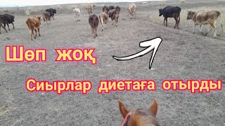 ШӨП ЖОҚ.Сиырларды ДИЕТАҒА отырғызу.