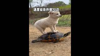 狗：你是戏精吧？#搞笑   #解压   #搞笑配音  #animals