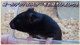 新しい家族をお迎えしました！【ゴールデンハムスターの赤ちゃん】