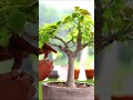 Ficus Rumphi Bonsai wireing short Video