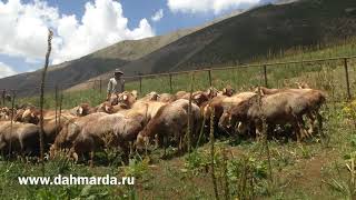 Гиссарские кучкары (бараны производители) хозяйства Баракати Хисор на  пастбище