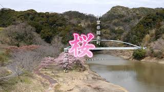 千葉県鋸南町・桜・佐久間ダム2024 3