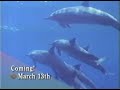 90s PBS Nature promo - Dolphins Close Enounters 1994