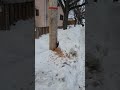 Pileated Woodpecker pecking on the hydro post