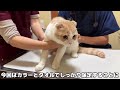 動物病院で1年ぶりにワクチンを打たれた猫が大暴れしてこうなっちゃいました…