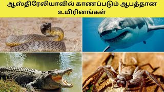 Deadliest Animals Of Australia! 😲🤯 ஆஸ்திரேலியாவில் காணப்படும் ஆபத்தான உயிரினங்கள்