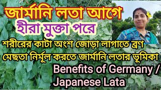 জার্মানি লতার উপকারিতা | Germany lotar  upokarita | Benefits of Germany / Japanese Lata #daily vlog