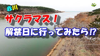 【赤川サクラマス解禁！】今年も解禁日に行ってみた！山形サクラマス釣り