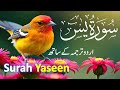 Surah Yasin ( Yaseen ) with Urdu Tarjuma | Quran tilawat | Ep145| Quran with Urdu Hindi Translation