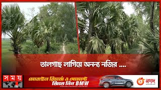 নিজ উদ্যোগে ২০ কিলোমিটার এলাকায় তালবীজ রোপন | jessore News | Palm Tree | Somoy TV