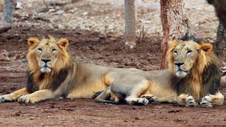 Asiatic lions, also known as the Indian lion or Persian lion