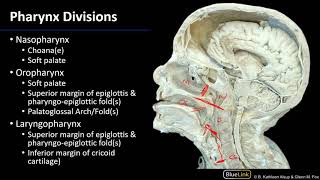 Larynx, Pharynx and CST - Pharynx