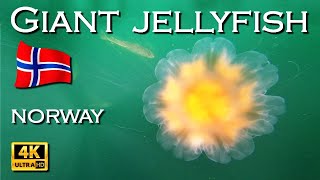 Giant jellyfish   NORWAY sea creatures 4K UHD