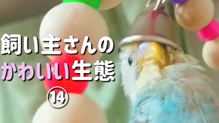 インコちゃんの飼い主さんのかわいい生態⑭