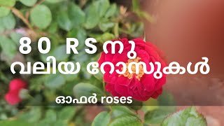 സൂപ്പർ ബിഗ് roses for 80 rs ##rose #sale #offer #rosefarm