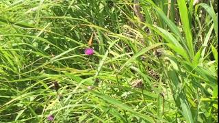 オオウラギンヒョウモン / Fabriciana nerippe　熊本県阿蘇山　2017/07/14 butterfly of Japan