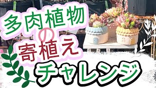 多肉植物の寄せ植えチャレンジ