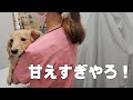 病院で看護師さんにベッタリすぎる犬｜ミニチュアダックスフンドのかわいい日常 No.478