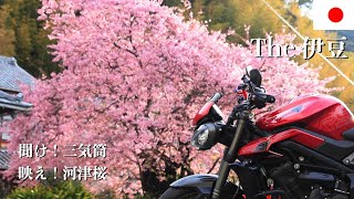 【 Izu_Cherry Blossom】伊豆_河津桜ツーリング \u0026 ストリートトリプル_三気筒エキゾーストサウンド【Triumph／Street Triple 765RS】