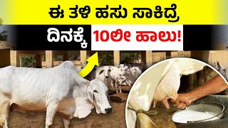 ಈ ತಳಿಯ ಹಸು ಸಾಕಿದ್ರೆ ನಿಮ್ಮ ಆದಾಯ ಡಬಲ್ | ದಿನಕ್ಕೆ ಈ ಹಸು 10 ಲೀಟರ್ ಹಾಲನ್ನ ಕೊಡುತ್ತೆ |Tharparkar Cow Farming